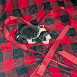 Juliette - Black tri female Toy Australian Shepherd puppy in Lakeland, Florida from Under the Oak Aussies