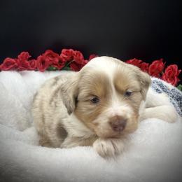 Minnie - Red merle female Miniature Australian Shepherd puppy in Liberty, South Carolina from Alexander Canines