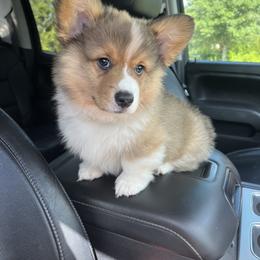 Pembroke Welsh Corgi Puppies from Rhone River Farm Pembroke Welsh Corgis