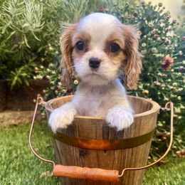 Muffin - Blenheim female Cavalier King Charles Spaniel puppy in Las Vegas, Nevada from Heaven Sent Cavaliers