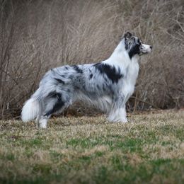 Wayne - Border Collie