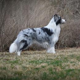 Wayne - Border Collie