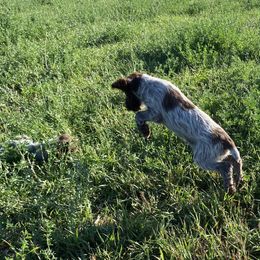 Wirehaired Pointing Griffon Puppies from High Point Griffons
