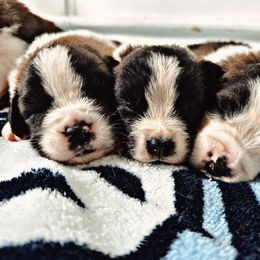 Saint Bernard Puppies from Southern Saints