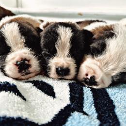 Saint Bernard Puppies from Southern Saints