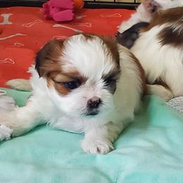Fiona - Liver and white female Shih Tzu puppy in Rockmart, Georgia from Sonya Garrett