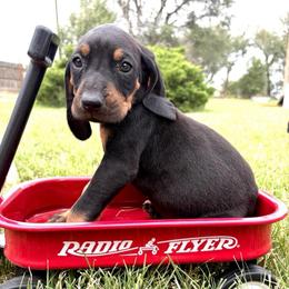 Sweet Yellow - Black and tan female Black and Tan Coonhound puppy in Pueblo, Colorado from BT Coonhound