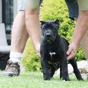 Green Collar - Tiger female Perro de Presa Canario puppy in Pocahontas, Illinois from Cabeza Grande Kennel