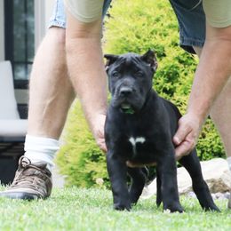 Green Collar - Tiger female Perro de Presa Canario puppy in Pocahontas, Illinois from Cabeza Grande Kennel