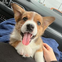 Pembroke Welsh Corgi Puppies from McGovern Family Corgis