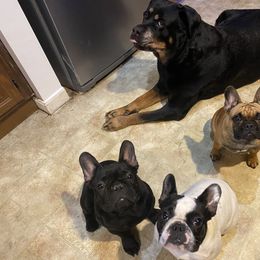 French Bulldog All Grown Up from Phoenix Rising