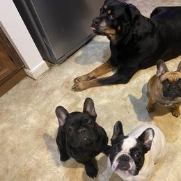 French Bulldog All Grown Up from Phoenix Rising