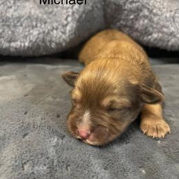 Michael - Wheaten male Miniature Schnauzer puppy in Brundidge, Alabama from Deez Pups Magnificent Schnauzers