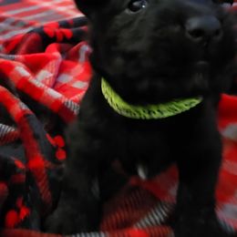 Green - Black male Scottish Terrier puppy in Berry, Alabama from North River k9