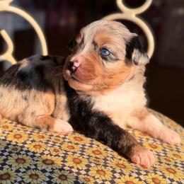 Bluebell - Blue merle female Miniature Australian Shepherd puppy in Buchanan, Georgia from Stanleyville Farm Mini Aussies