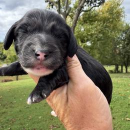 Huxley - Black male Dachshund puppy in Bentonville, Arkansas from Boujee Buns Dachshunds