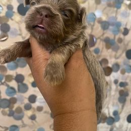 Shih Tzu Puppies from Gems Shih Tzu