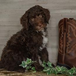 Rigby- Red Collar - Chocolate male Goldendoodle puppy in Macedon, New York from Toodles Goldendoodles