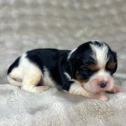 Max - Tri-color male Cavalier King Charles Spaniel puppy in Bedias, Texas from JSK Aussie and Cavaliers