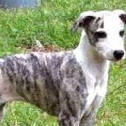 Havanese and Whippets from Alerek whippets and Havanese