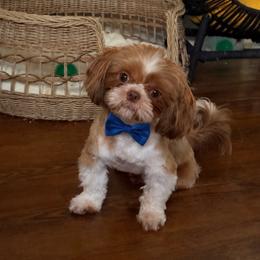 Bentley - Shih Tzu
