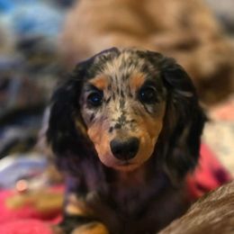 Mickey's Pepper-Anne - Black and tan female Dachshund puppy in Ethel, Washington from Mickey's Miracle Doxies