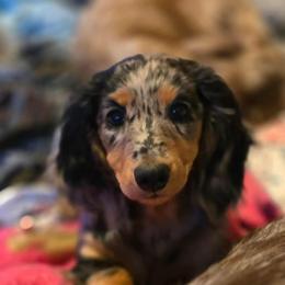 Mickey's Pepper-Anne - Black and tan female Dachshund puppy in Ethel, Washington from Mickey's Miracle Doxies