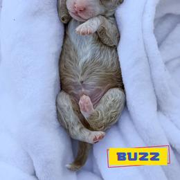 Buzz - Apricot male Goldendoodle puppy in Lakeland, Florida from Rolling Oak Doodles