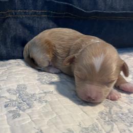 Atlas - Cream male Goldendoodle puppy in Sandy, Utah from Perfect Puppy Doodles