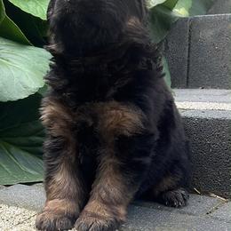 Dahlia - Black and red female German Shepherd puppy in New Jersey from Stahlhaus ( Previously Buffelbach Farmstead Shepherds)