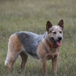 Daisy - Australian Cattle Dog