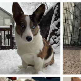 American Corgis and Pembroke Welsh Corgis from Canal Corgis