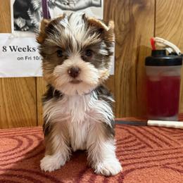 Boy 2 - Parti male Yorkshire Terrier puppy in Bear Creek, North Carolina from Yorkie Time