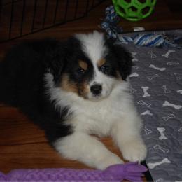 Peppermint - Black tri-color male Australian Shepherd puppy in Alma, Georgia from Epiphany Australian Shepherds