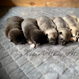 Pomsky and Siberian Husky Puppies from Kristie’s Husky Haven