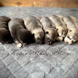Pomsky and Siberian Husky Puppies from Kristie’s Husky Haven