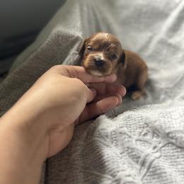 T Boo - Red female Cavapoo puppy in Picayune, Mississippi from JEN's Poodles