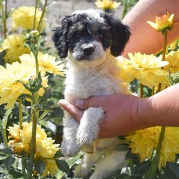 Azurite (AZ) - Black white and tan male Cockapoo puppy in Ellensburg, Washington from Dawn to Dusk Cockapoos