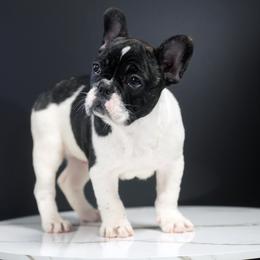 French Bulldog Puppies from Velvet Fluffy Pups