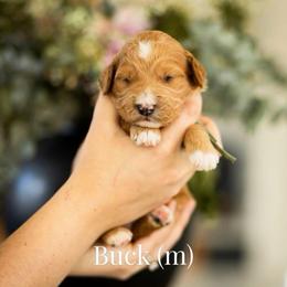 Buck - Apricot male Goldendoodle puppy in Acton, Maine from Silver Pines Pups