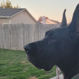 Great Danes from Miner's Dynamic Danes