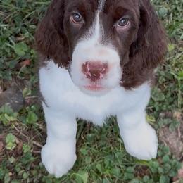 Purple - Liver and white female English Springer Spaniel puppy in St. Louis, Missouri from Three Doves