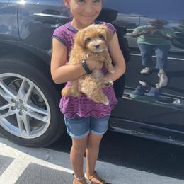 Havanese Puppies from Nanas Devinely Designed Havanese