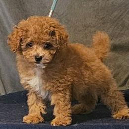 Jasper - Parti male Poodle puppy in Willis, Texas from Golden's Poodles