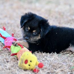 Bode - Black tri male Miniature Australian Shepherd puppy in Wichita Falls, Texas from Shooting Stars Ranch Toy and Mini Aussies