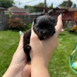 Black female - Black female Pomeranian puppy in Oak Lawn, Illinois from Pomeranian Boutique