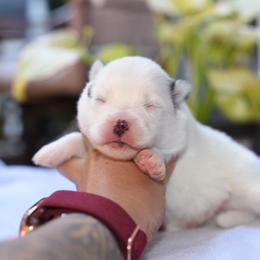 River - White male Pomsky puppy in Coos Bay, Oregon from Ocean View Pomskies