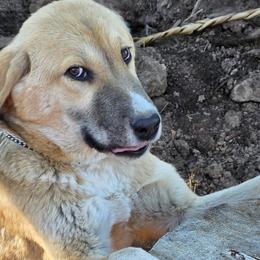 Central Asian Shepherd Dogs and Kangals from VSH Kangal Dogs
