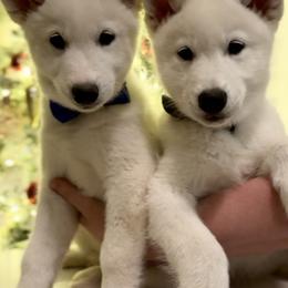 Siberian Husky Puppies from Snowy Siberians