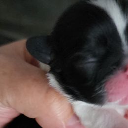 Kalea - Black and white Shih Tzu puppy in Phoenix, Arizona from AZSHIHTZCREW